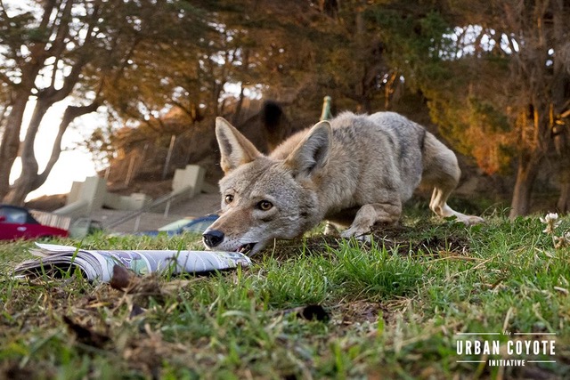 Blame a fondness for sweets for a midtown Tucson neighborhood's coyote  incursion