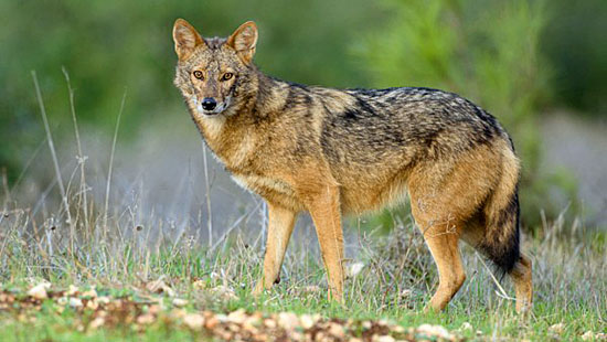 wolf-jackal